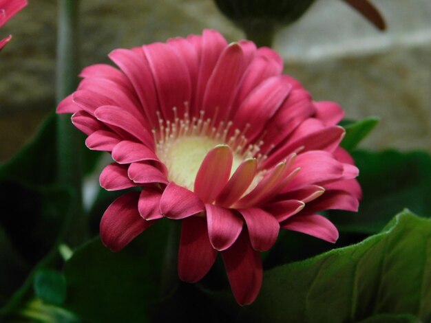 Foto close-up di un fiore rosa