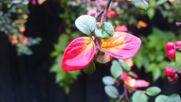 Photo close-up of pink flower