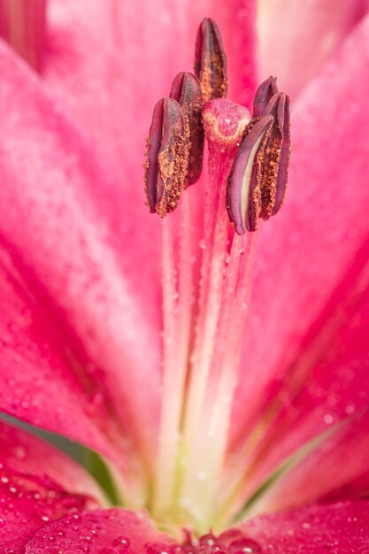 Foto close-up di un fiore rosa