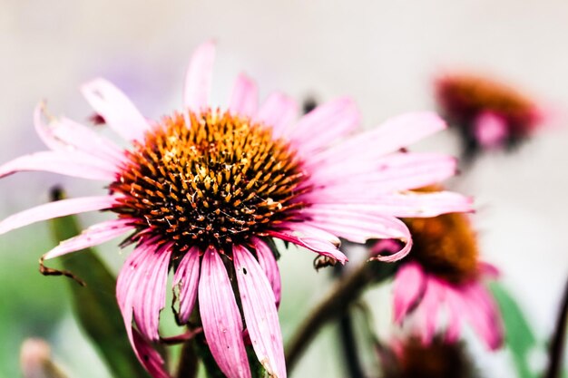 Foto close-up di un fiore rosa