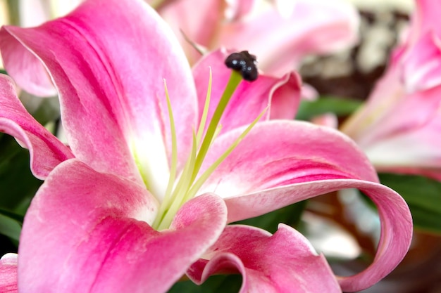 Close-up of pink flower