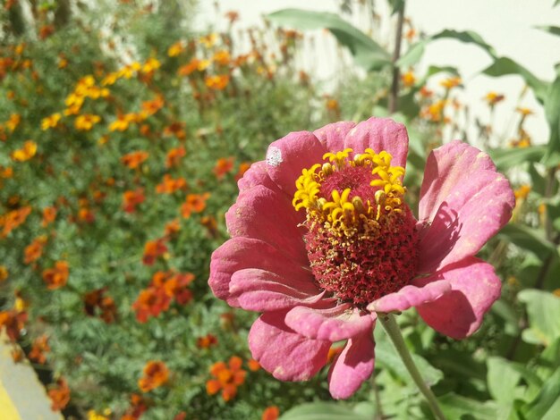 Photo close-up of pink flower