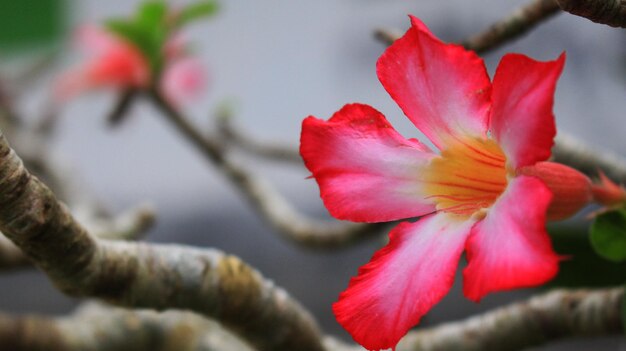 Foto close-up di un fiore rosa