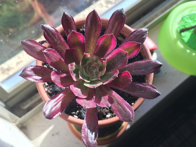 Close-up of pink flower