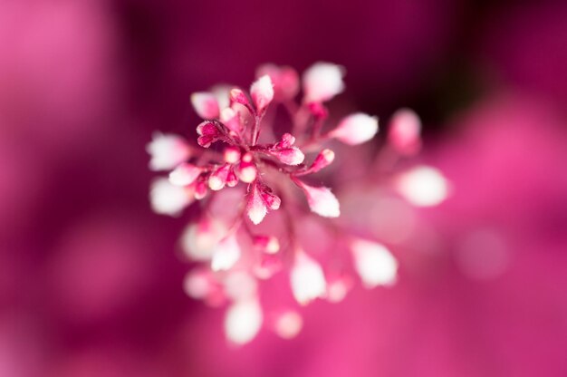 Photo close-up of pink flower