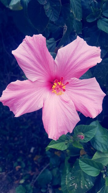 Close-up of pink flower