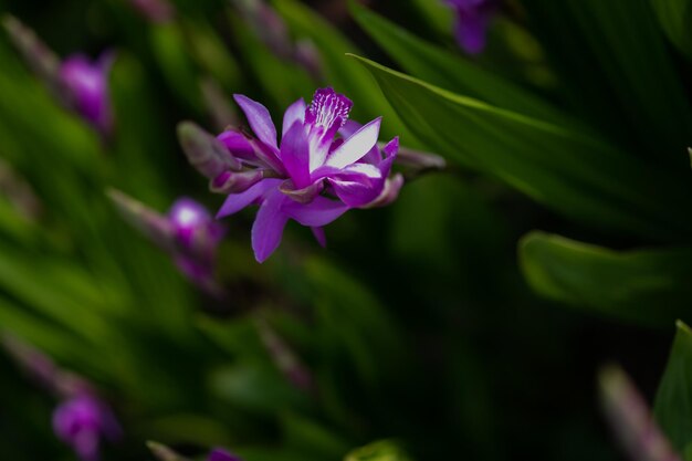 Close-up of pink flower