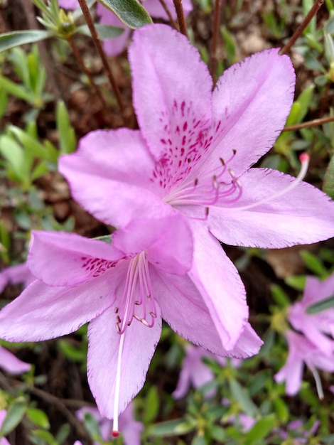 Photo close-up of pink flower