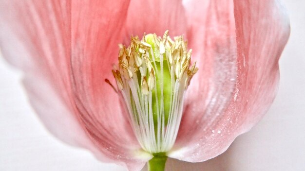 Foto close-up di un fiore rosa