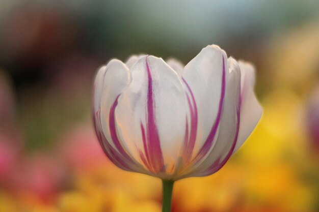 ピンクの花のクローズアップ