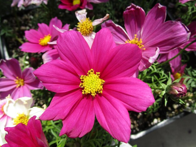 Foto close-up di un fiore rosa