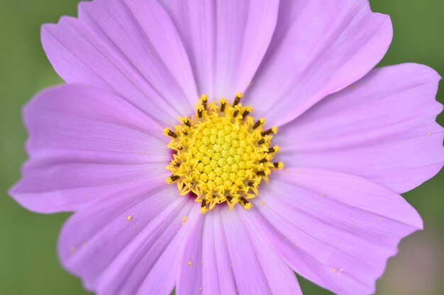 Close-up of pink flower