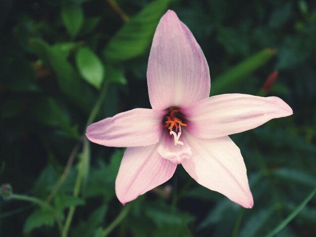 Close-up of pink flower