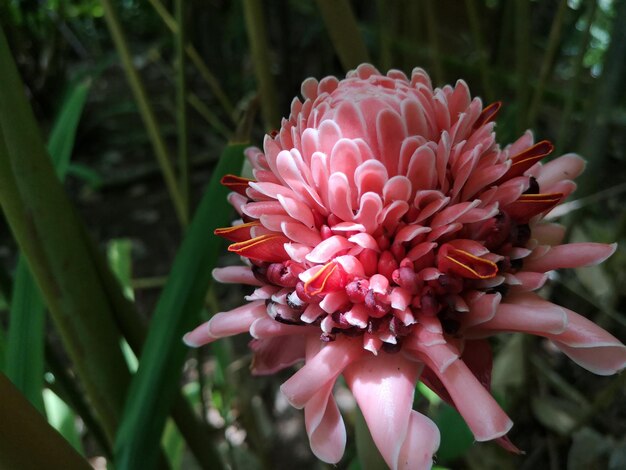 Photo close-up of pink flower