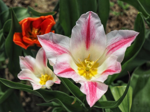 Close-up of pink flower