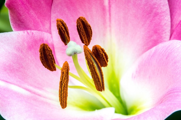 Photo close-up of pink flower