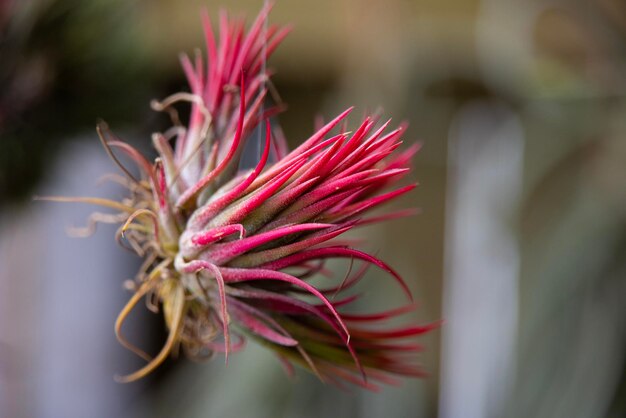 Photo close-up of pink flower