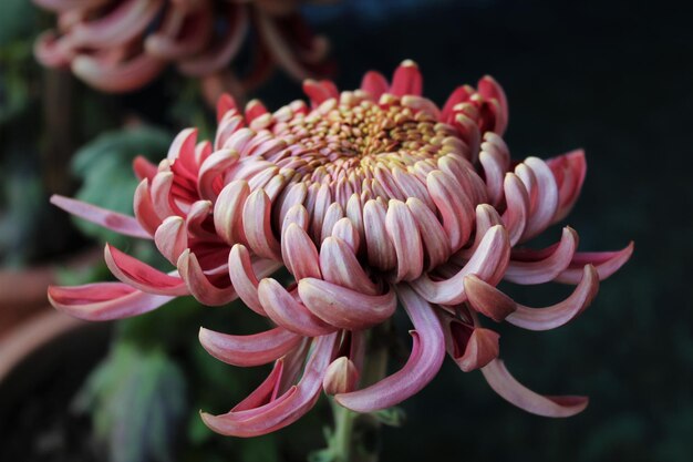 Photo close-up of pink flower