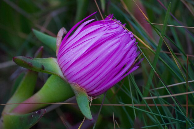 Close-up of pink flower