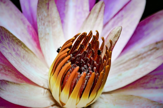 Foto close-up di un fiore rosa