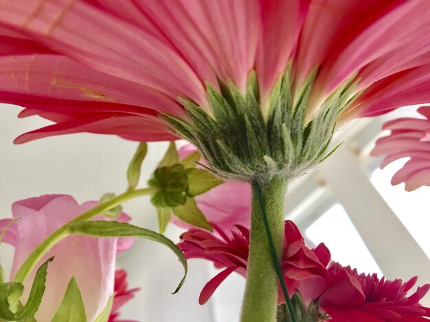 Foto close-up di un fiore rosa