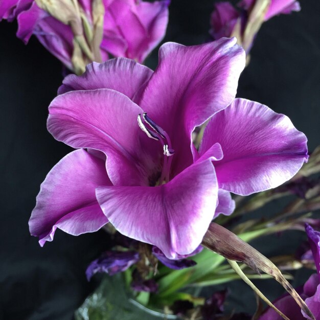 Close-up of pink flower