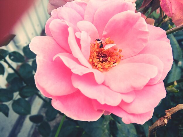 Close-up of pink flower