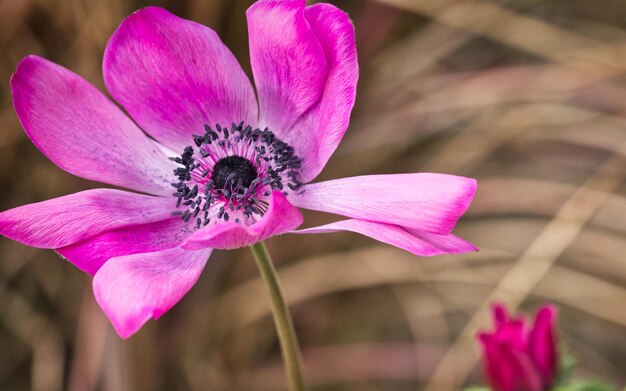 Foto close-up di un fiore rosa