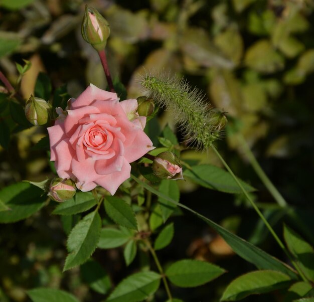 Photo close-up of pink flower