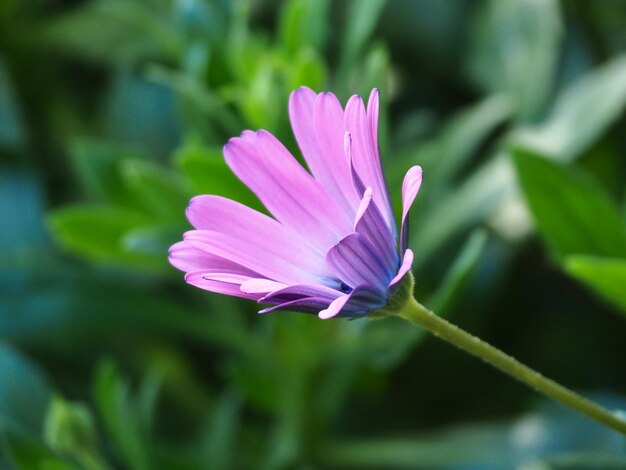 Close-up of pink flower