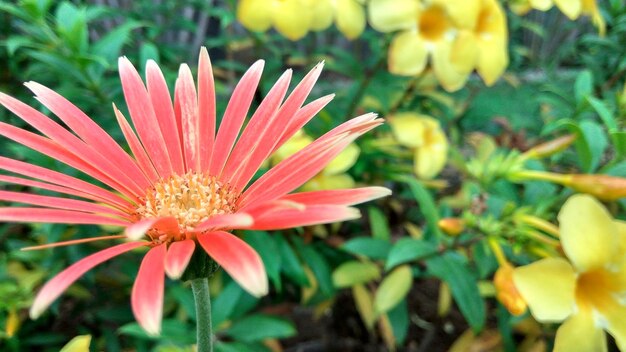 Foto close-up di un fiore rosa