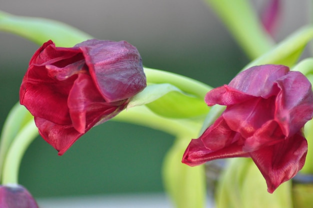 Close-up of pink flower