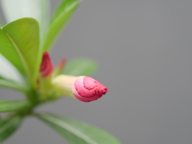 Photo close-up of pink flower