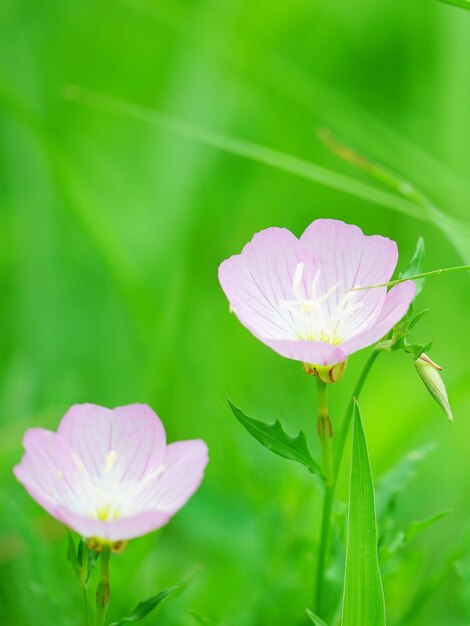 Close-up of pink flower