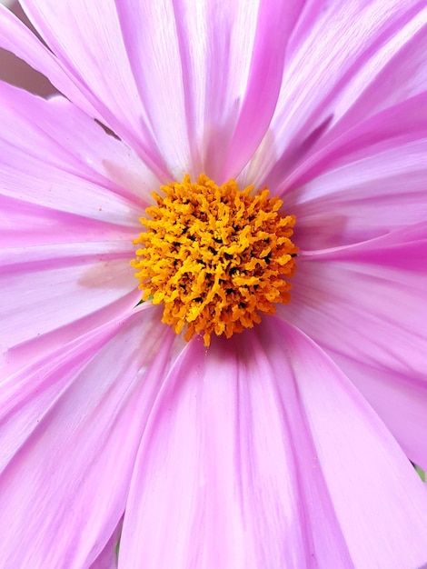 ピンクの花のクローズアップ