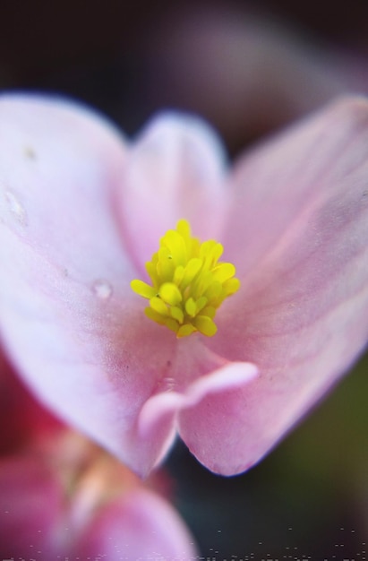 Foto close-up di un fiore rosa