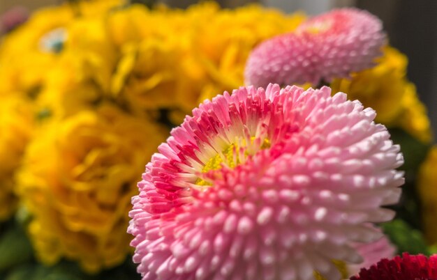 Foto close-up di un fiore rosa