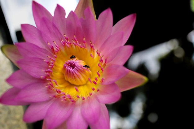 Close-up of pink flower