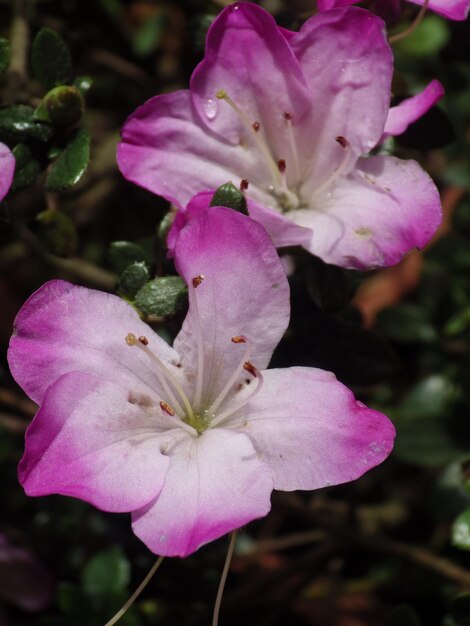 Foto close-up di un fiore rosa