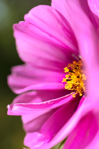 Foto close-up di un fiore rosa