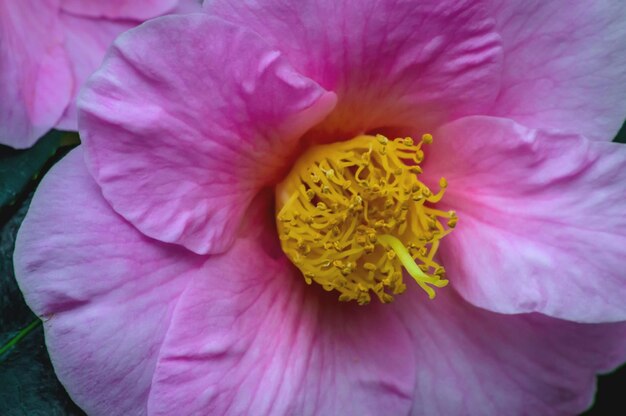 Close-up of pink flower