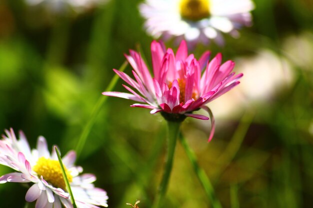 Close-up of pink flower