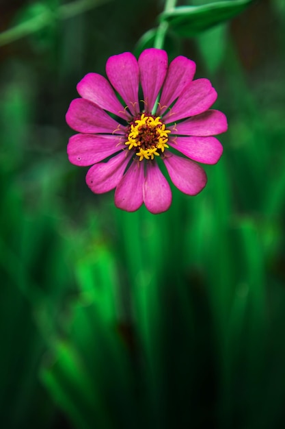 ピンクの花のクローズアップ