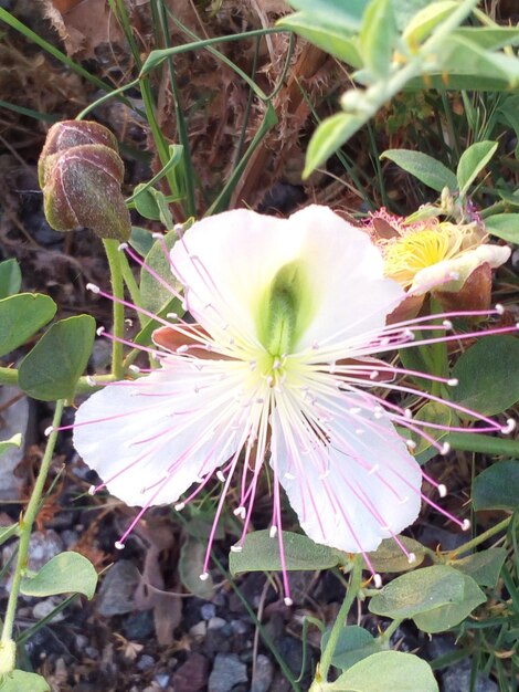 Foto close-up di un fiore rosa