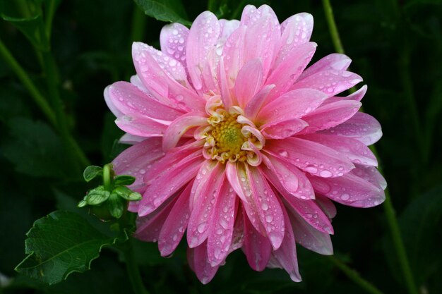 Close-up of pink flower