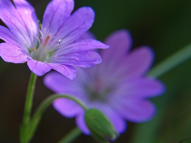 Close-up of pink flower