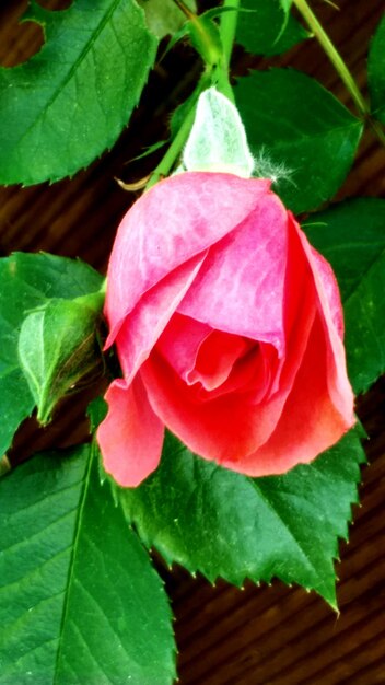 Close-up of pink flower