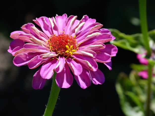 Foto close-up di un fiore rosa