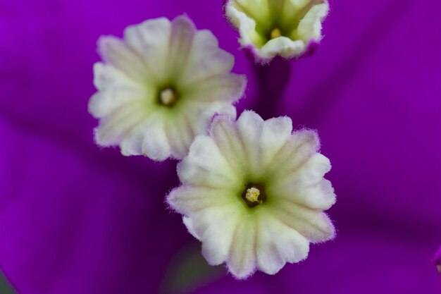 Close-up of pink flower