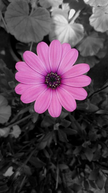 Photo close-up of a pink flower